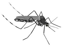 蚊の種類